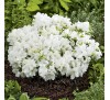 Азалия  японская Плезент Вайт (Pleasant White) С2, 2,5года